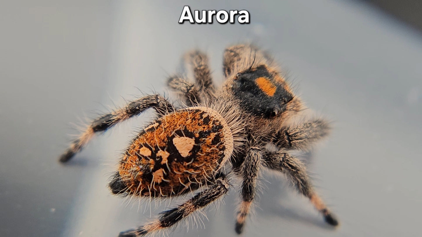 Aurora - Female Regal