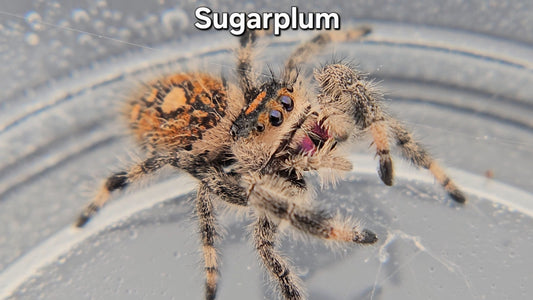 Sugarplum - Female Regal