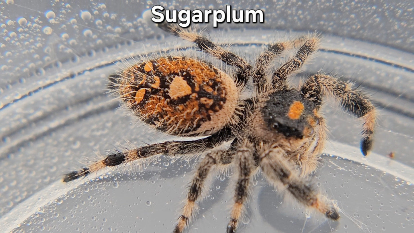 Sugarplum - Female Regal