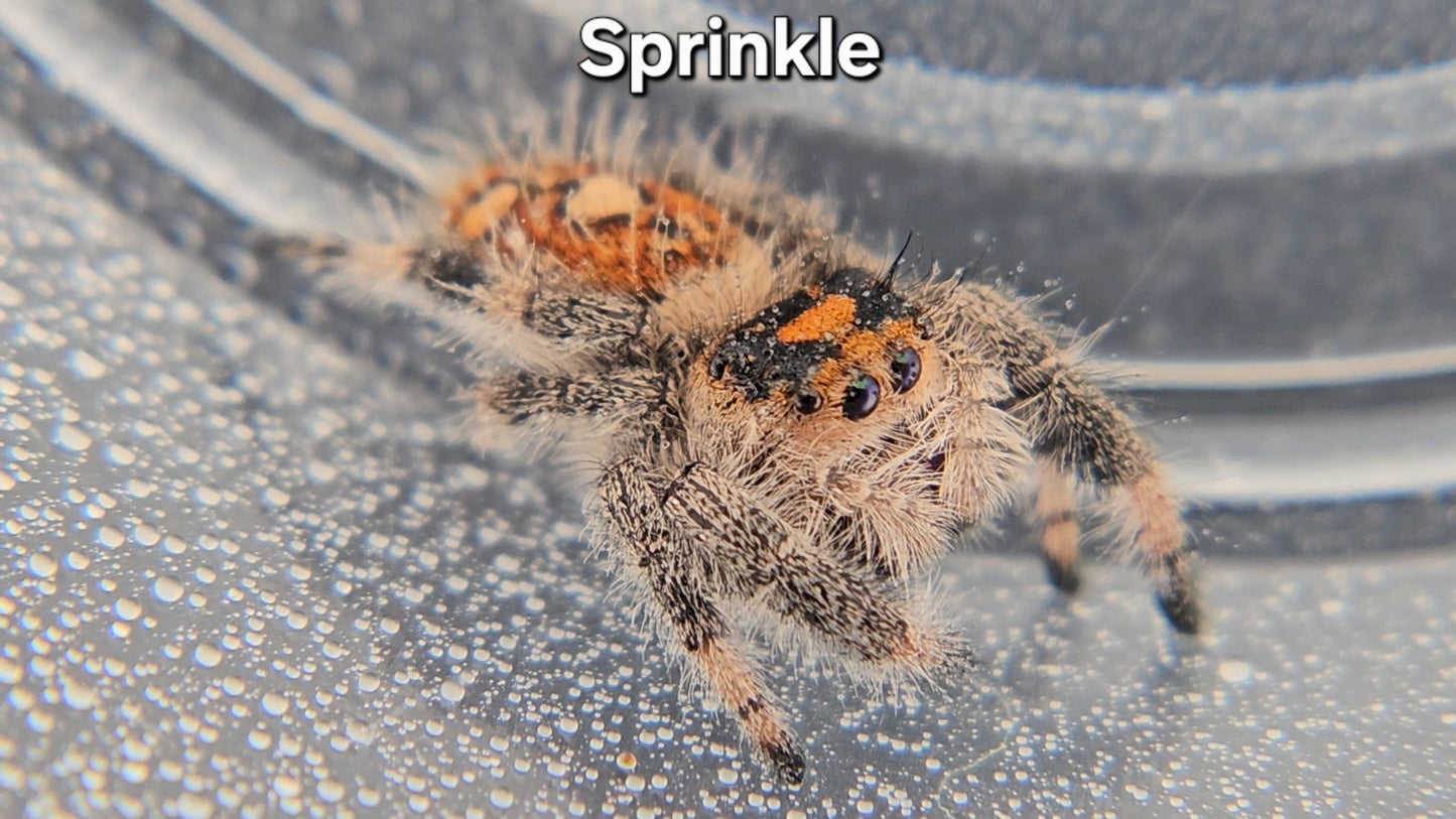 Sprinkle - Female Regal