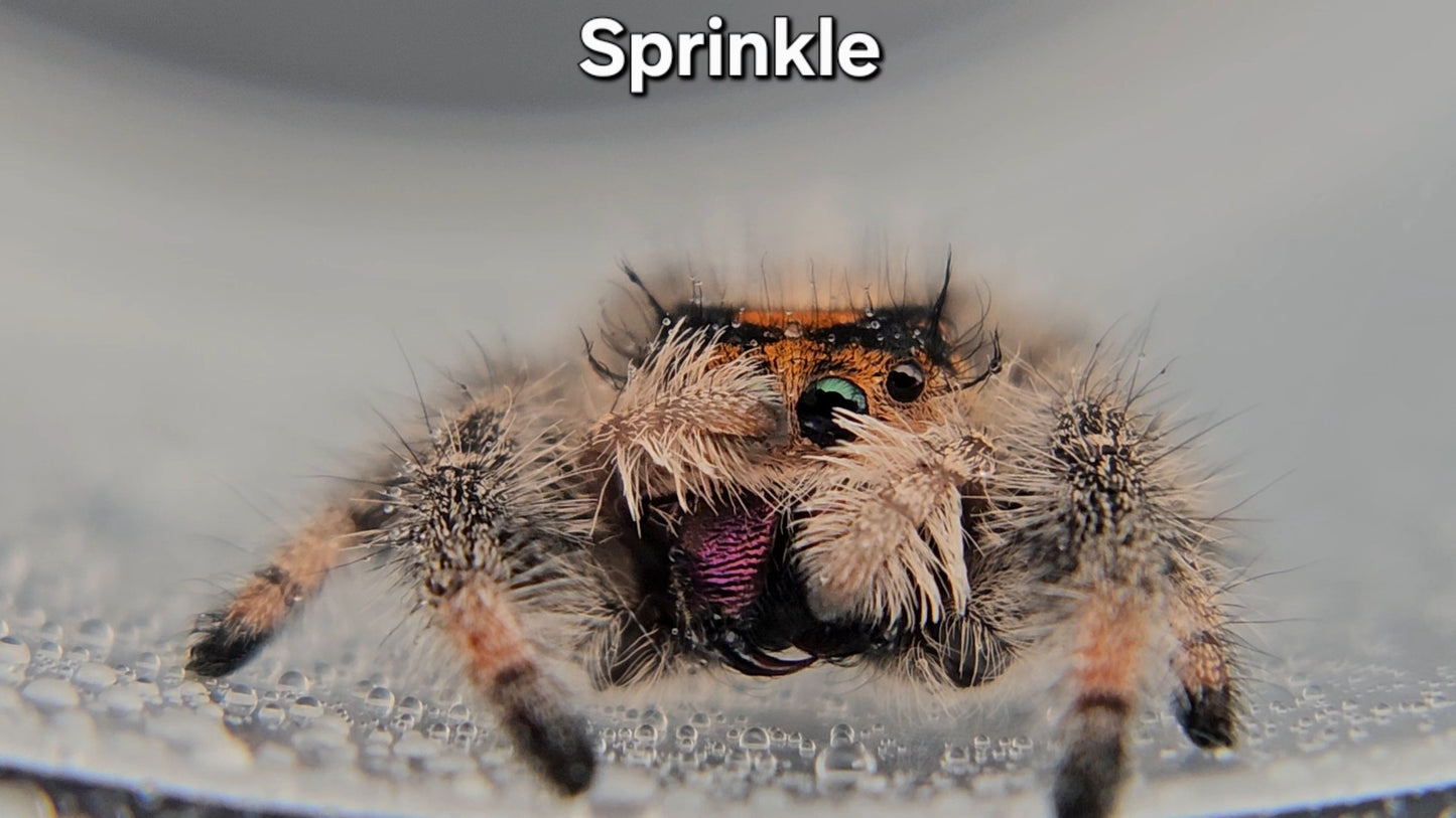 Sprinkle - Female Regal