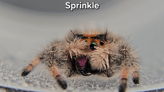 Sprinkle - Female Regal