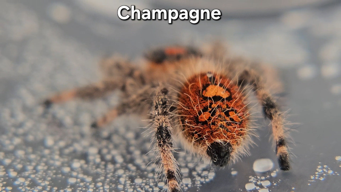 Champagne - Female Regal