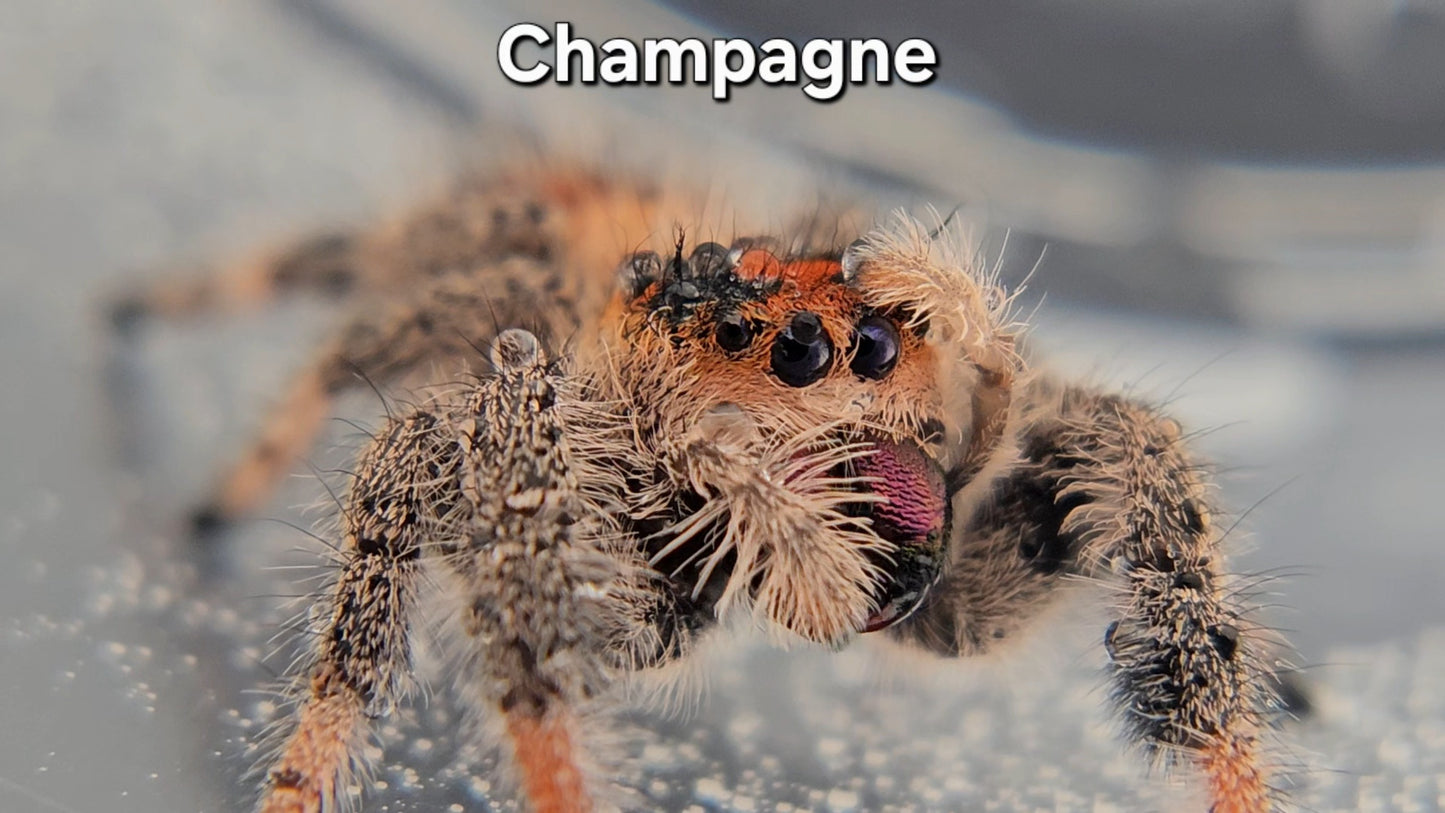Champagne - Female Regal