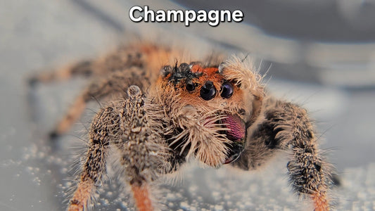 Champagne - Female Regal