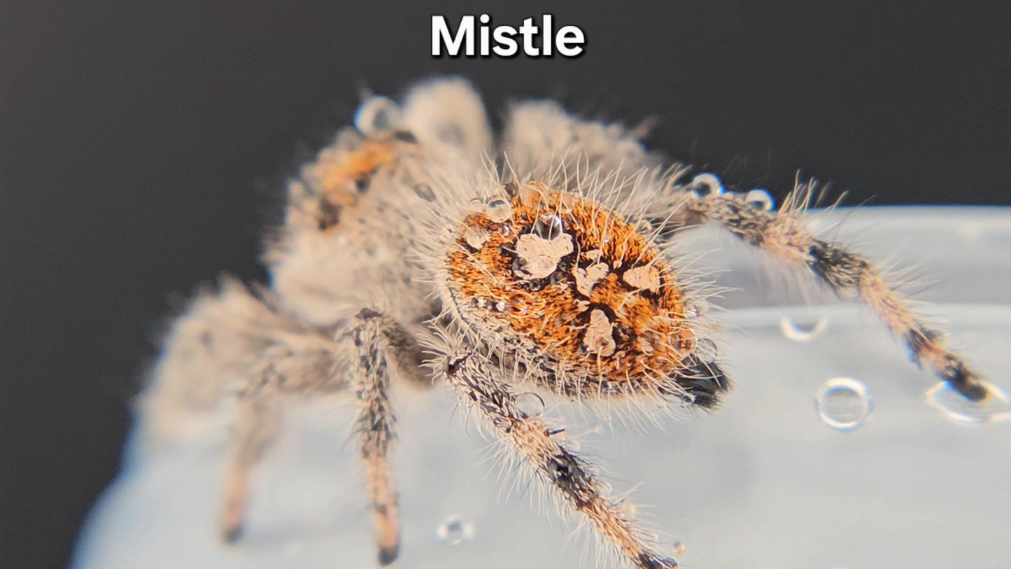 Mistle - Female Regal