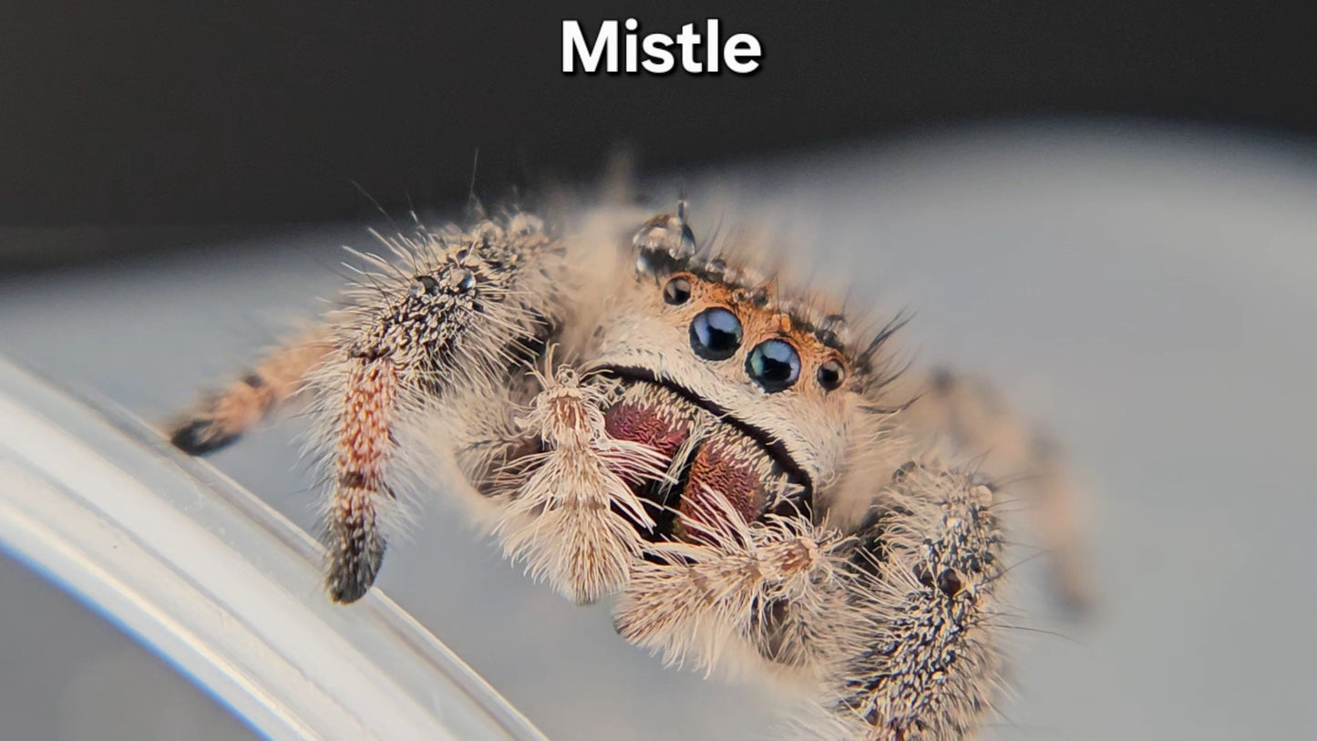 Mistle - Female Regal