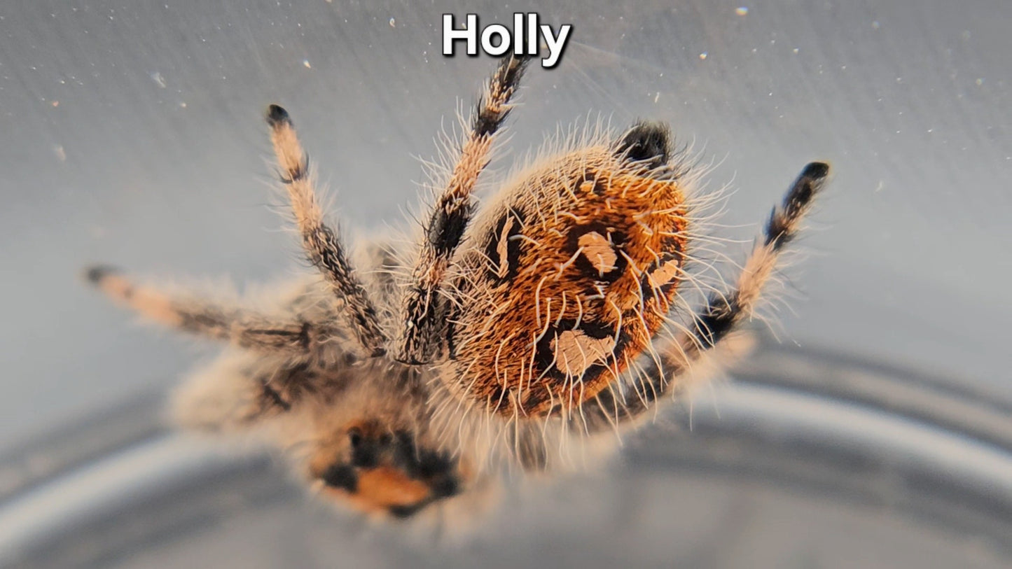 Holly - Female Regal