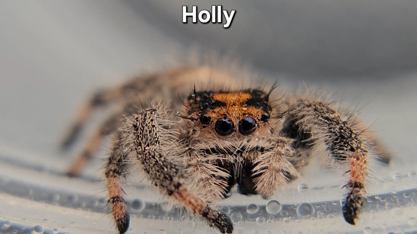 Holly - Female Regal