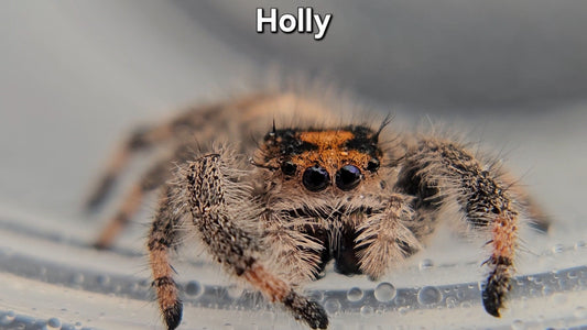 Holly - Female Regal