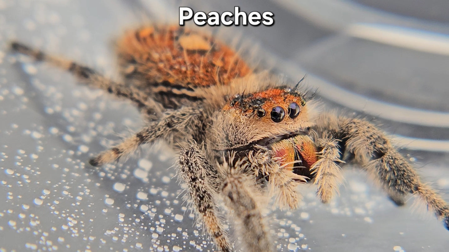 Peaches - Female Regal