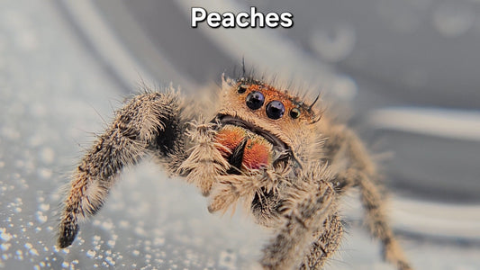 Peaches - Female Regal