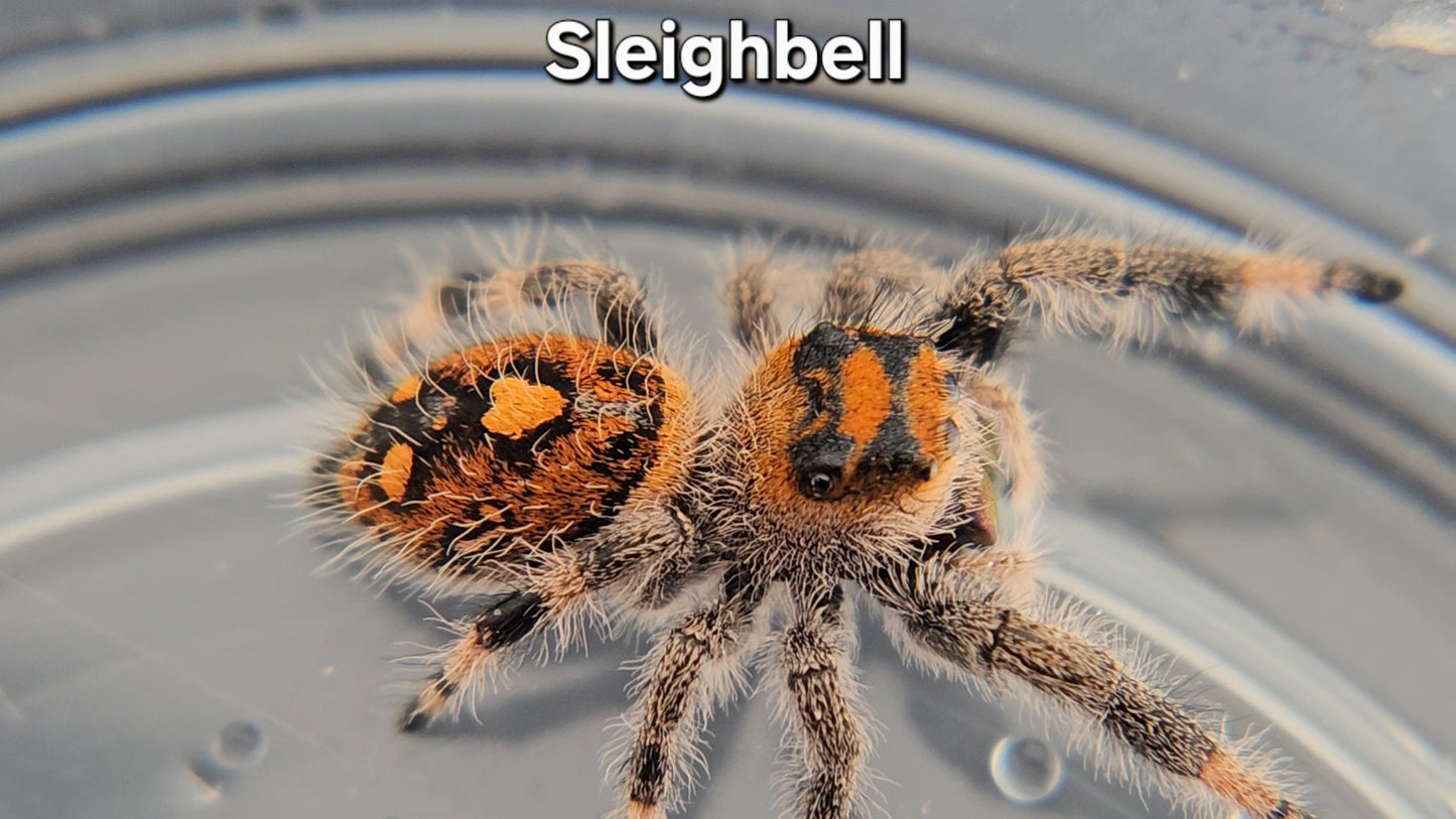 Sleighbell - Female Regal