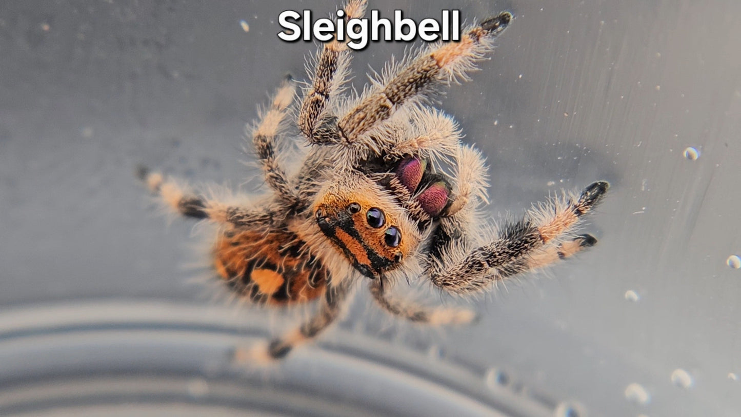 Sleighbell - Female Regal