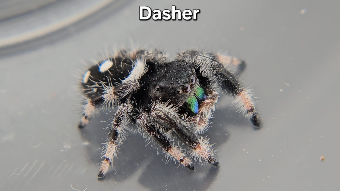 Dasher - Male Regal