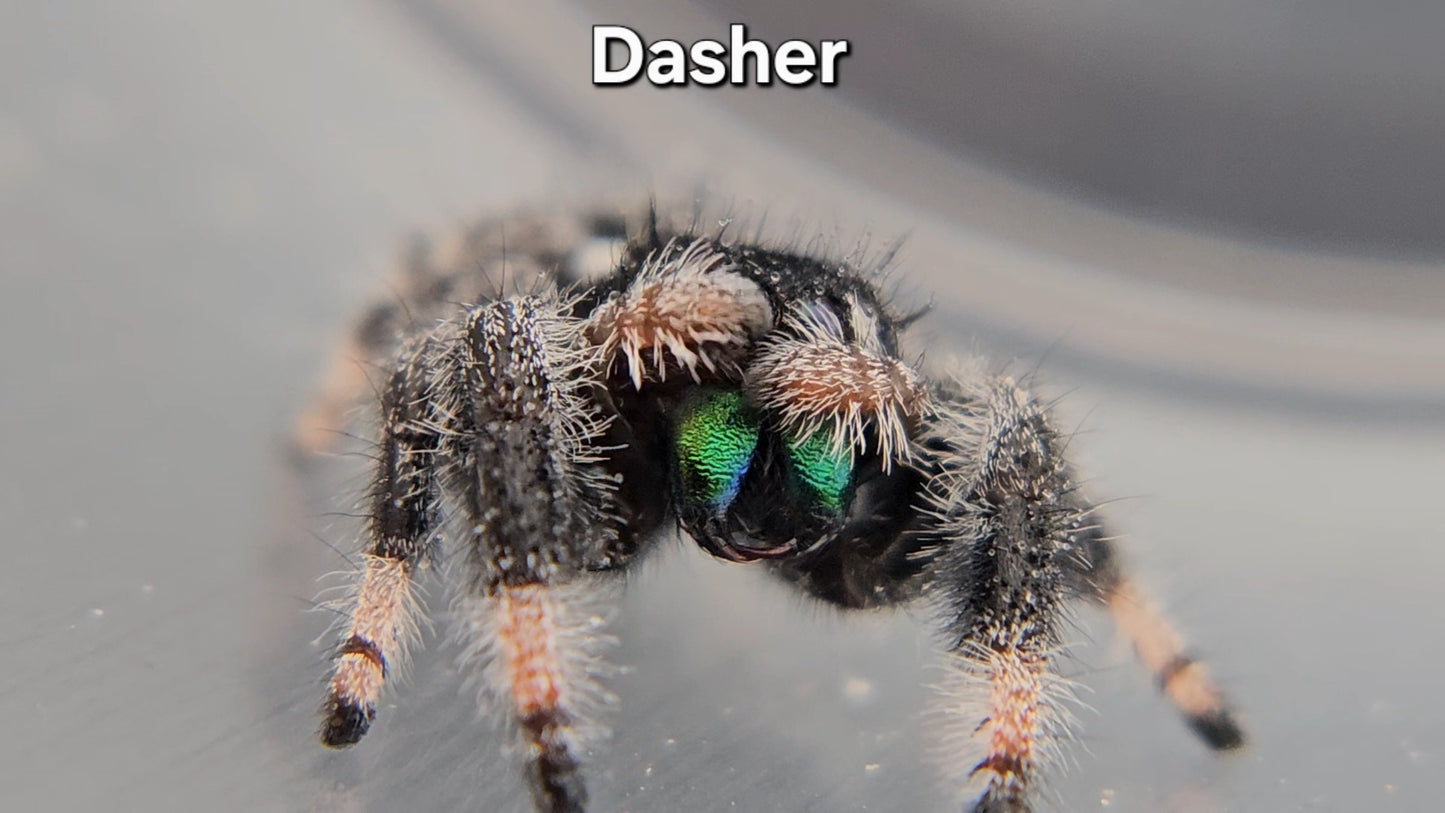 Dasher - Male Regal