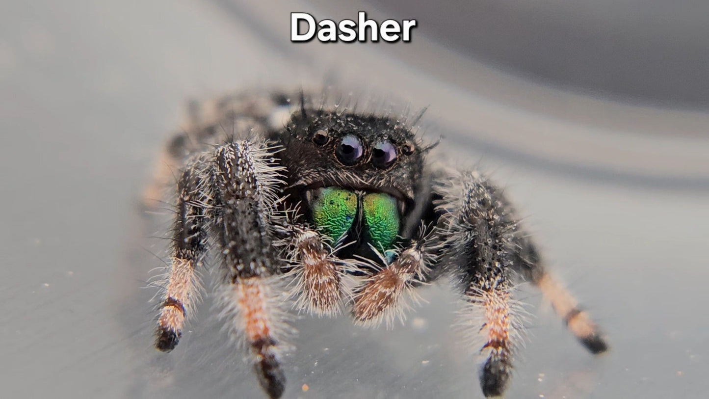 Dasher - Male Regal