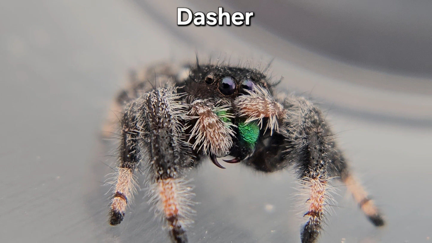 Dasher - Male Regal