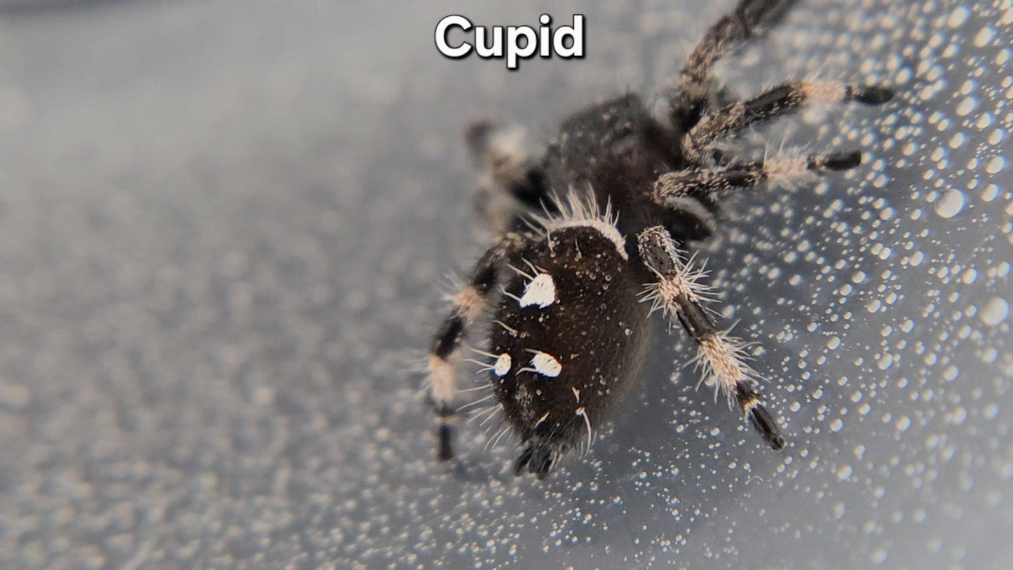 Cupid - Male Regal