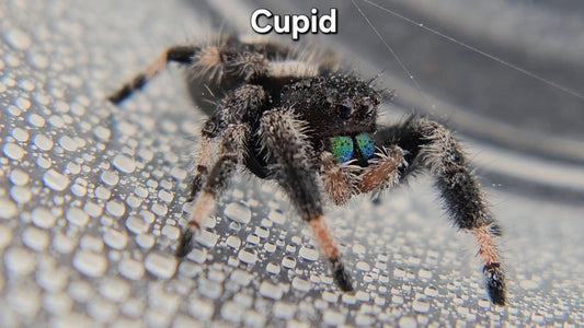 Cupid - Male Regal