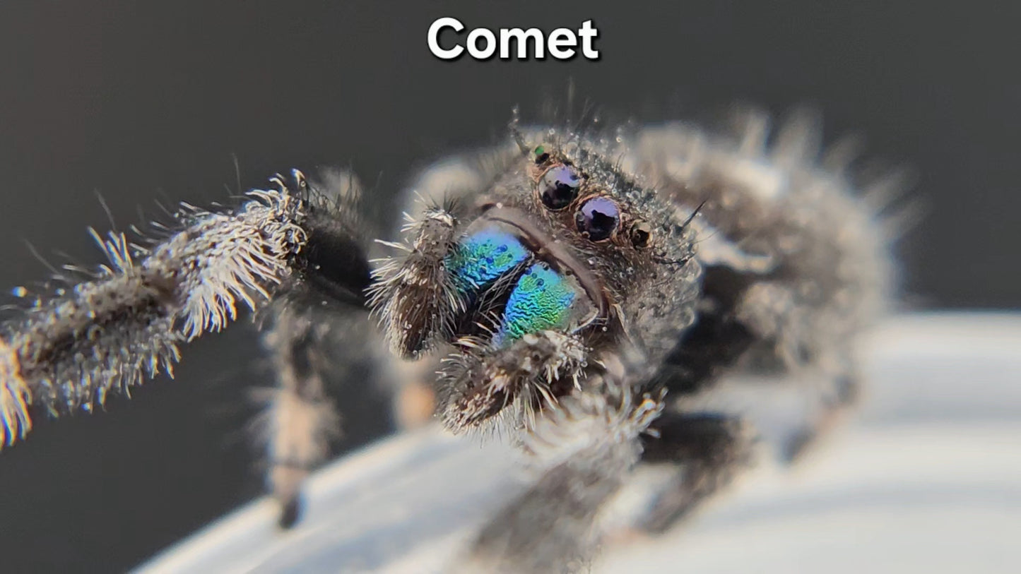 Comet - Male Regal