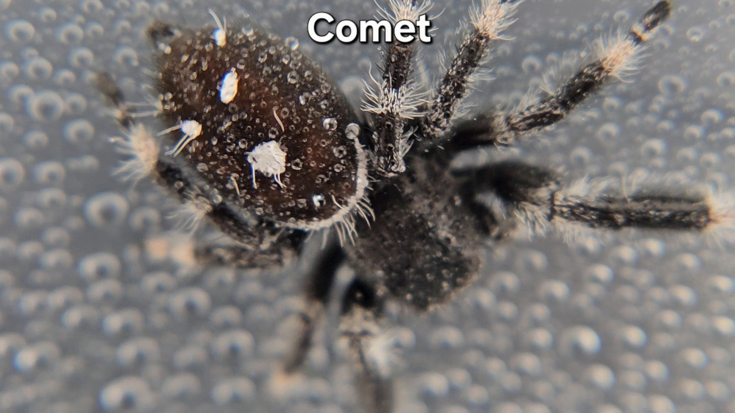 Comet - Male Regal