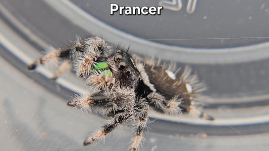 Prancer - Male Regal