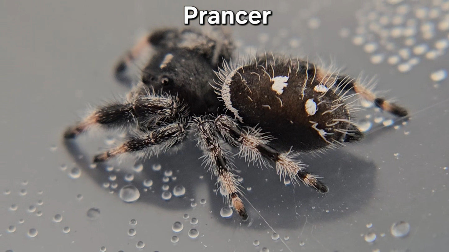 Prancer - Male Regal