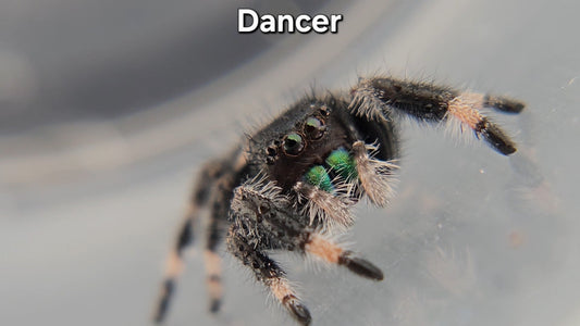 Dancer - Male Regal