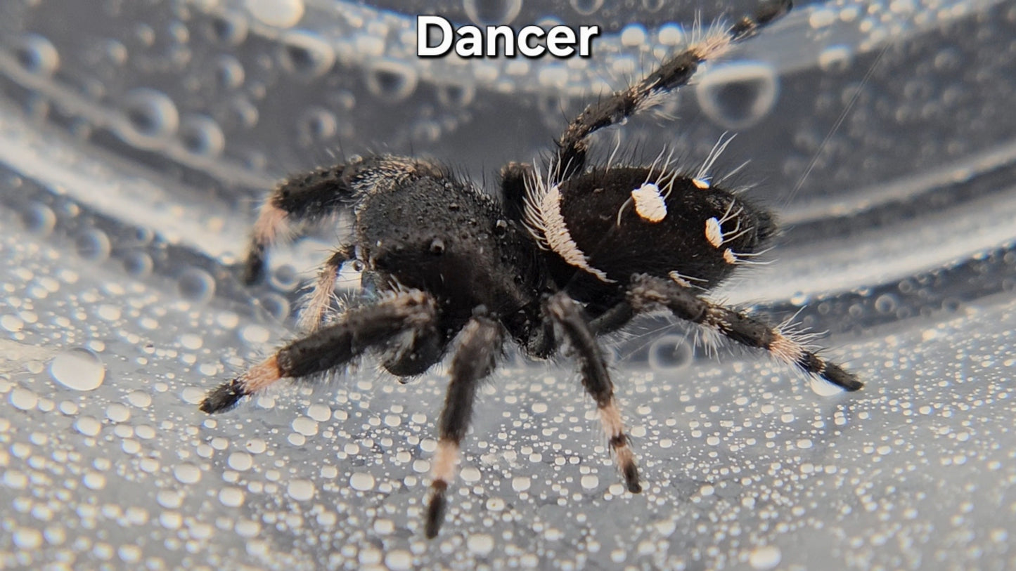 Dancer - Male Regal