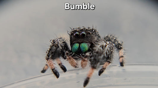 Bumble - Male Regal