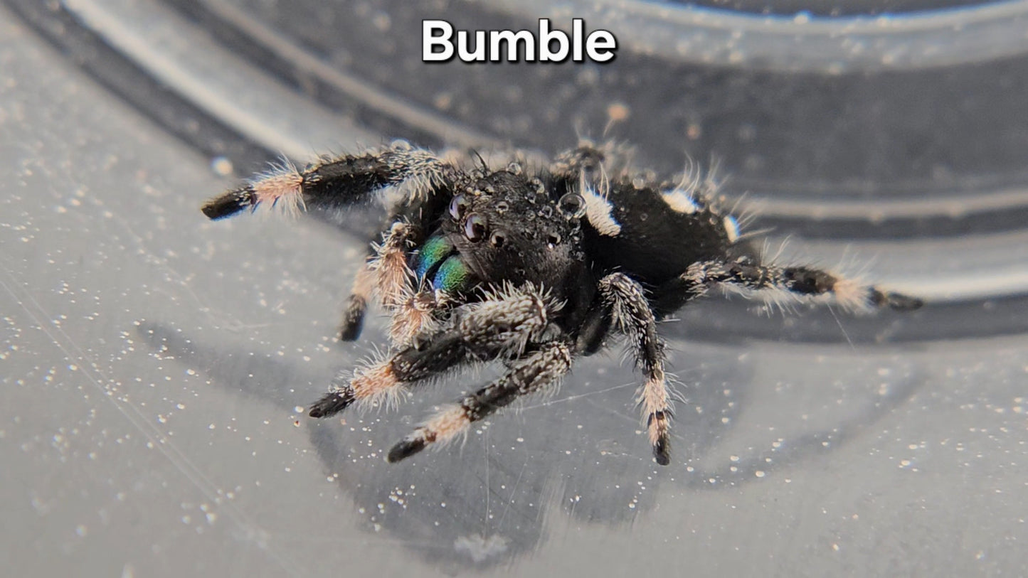 Bumble - Male Regal