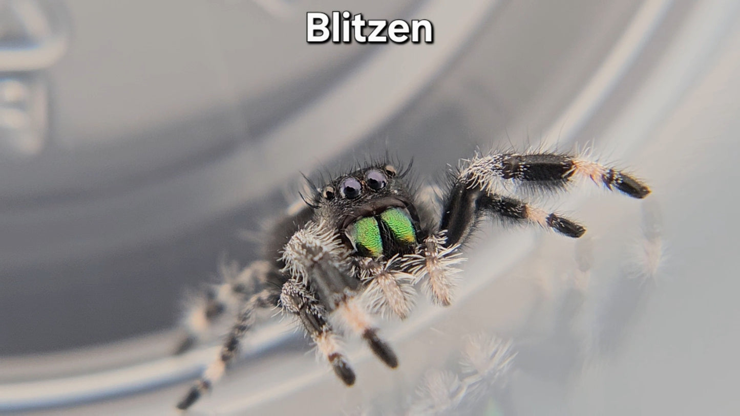 Blitzen - Male Regal