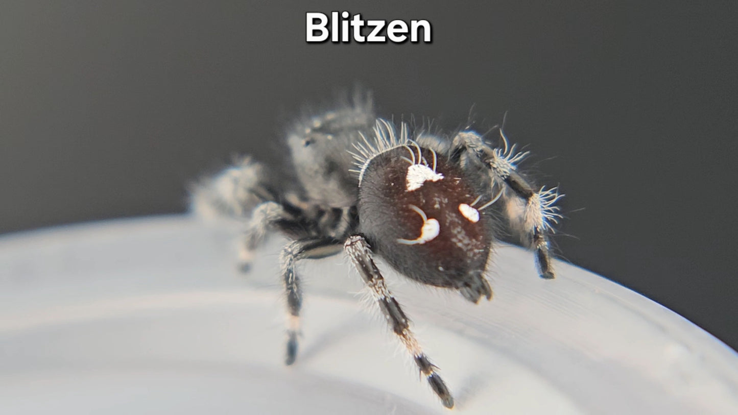 Blitzen - Male Regal