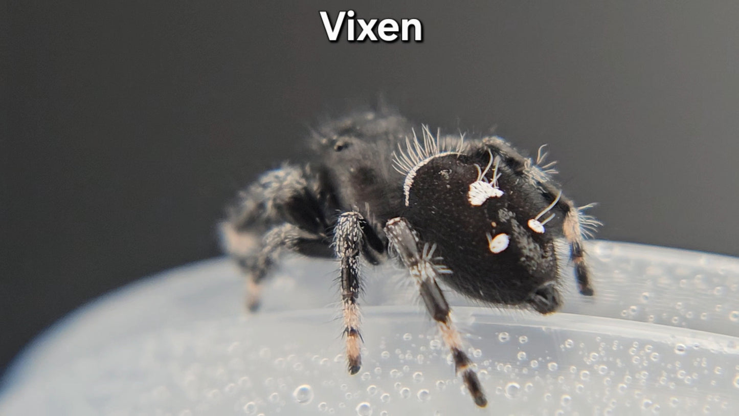 Vixen - Male Regal