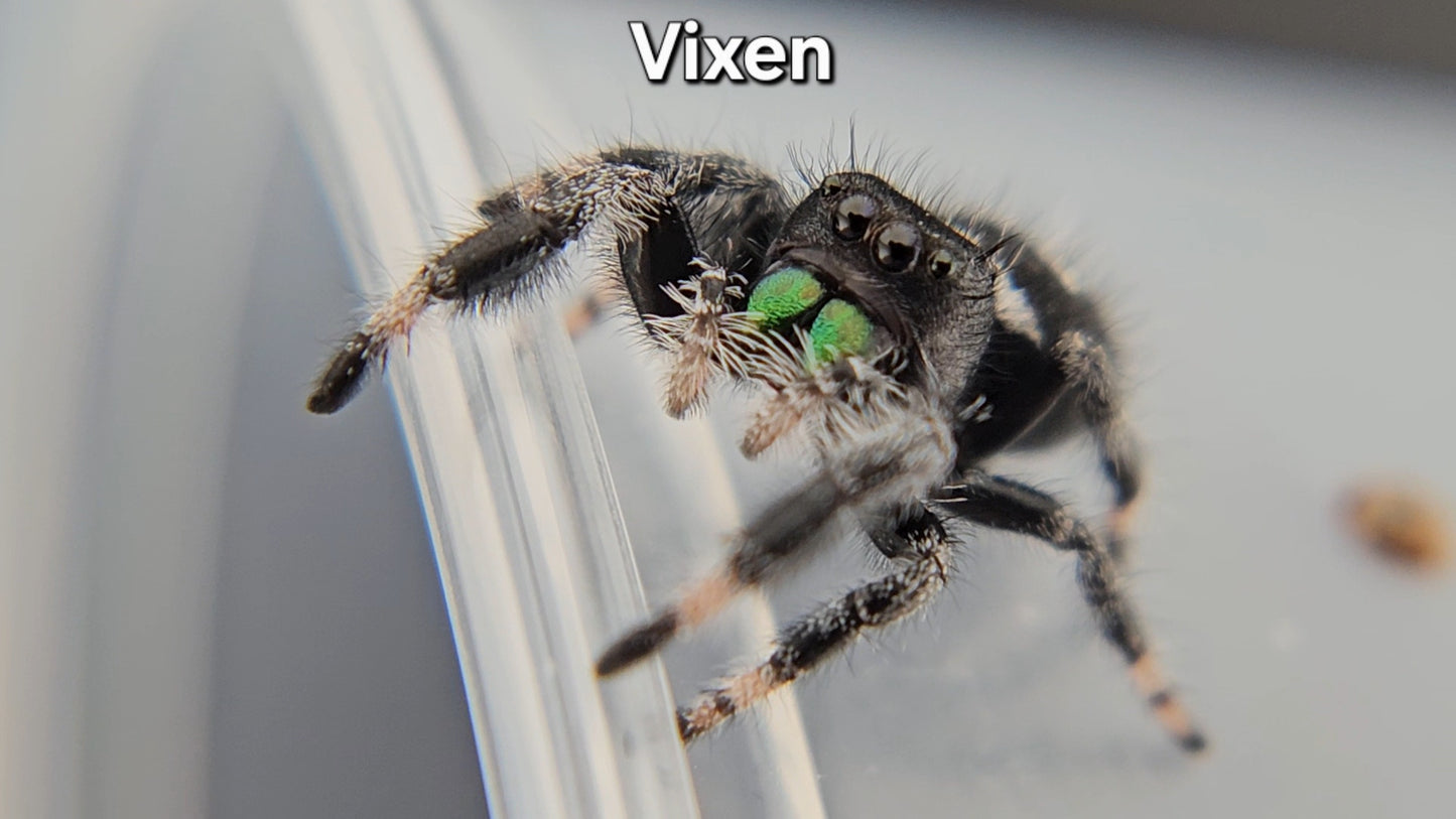 Vixen - Male Regal