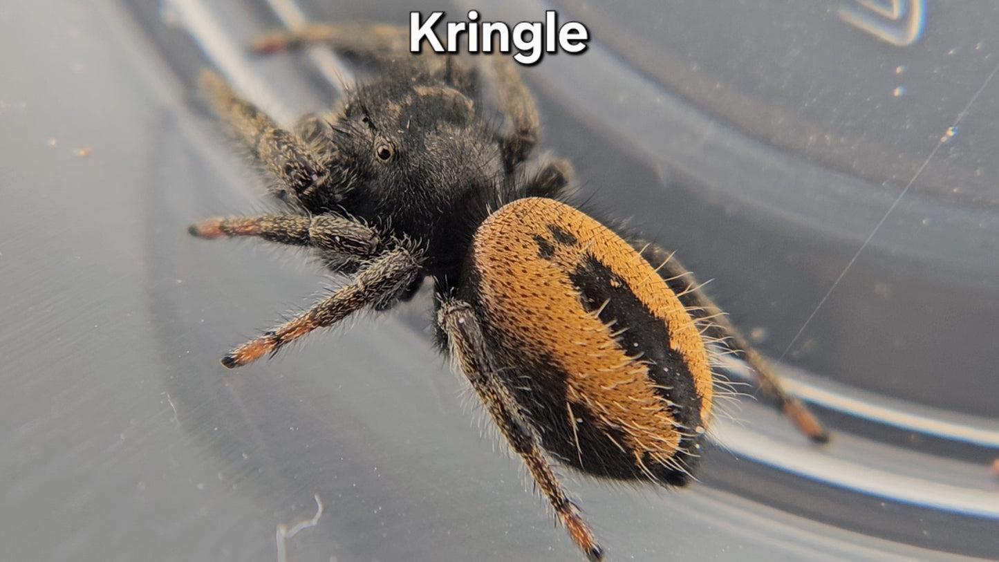 Kringle - Male Phidippus ardens