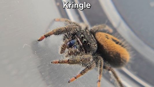 Kringle - Male Phidippus ardens