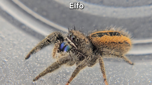 Elfo - Unsexed Phidippus Ardens