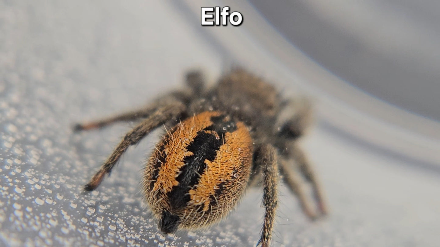 Elfo - Unsexed Phidippus Ardens