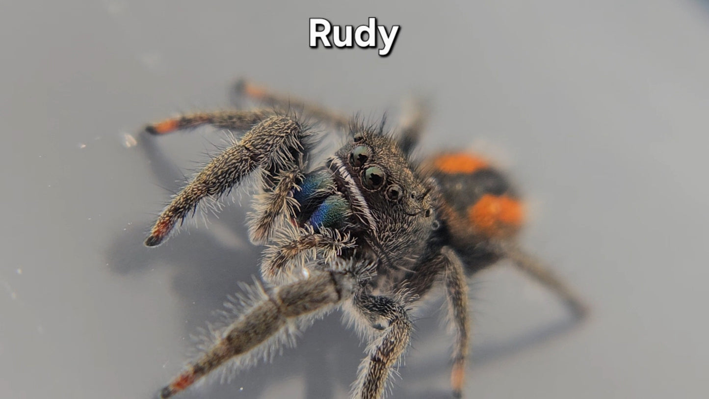 Rudy - Unsexed Phidippus ardens