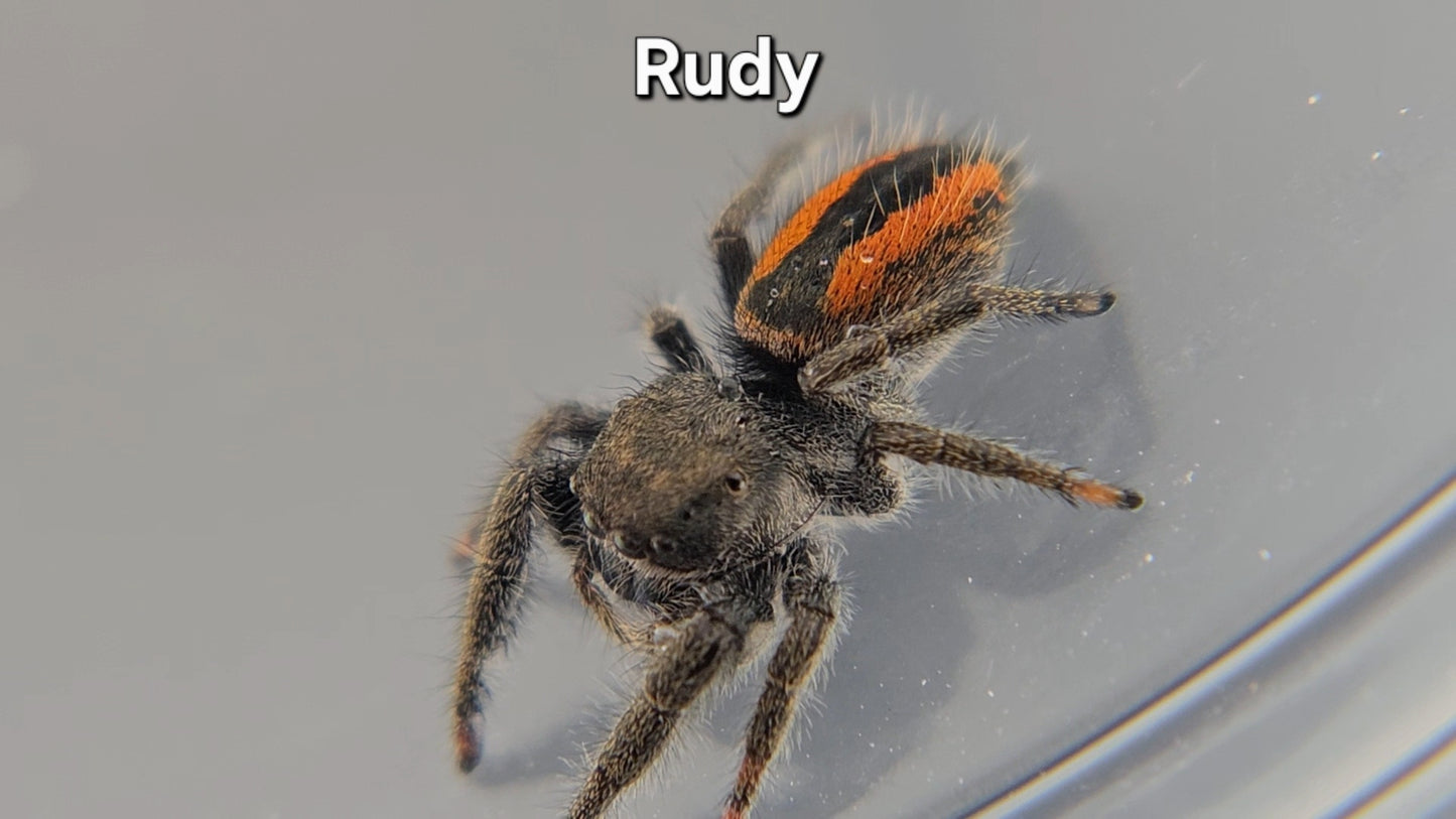 Rudy - Unsexed Phidippus ardens