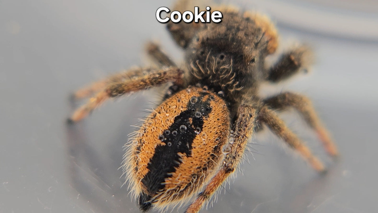Cookie - Unsexed Phidippus ardens