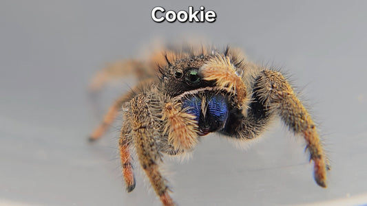 Cookie - Unsexed Phidippus ardens