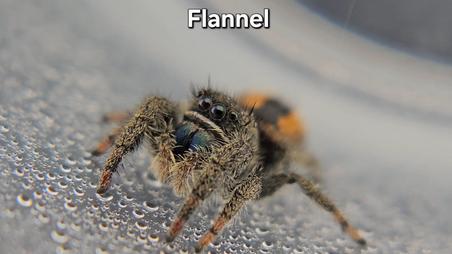 Flannel - Unsexed Phidippus ardens