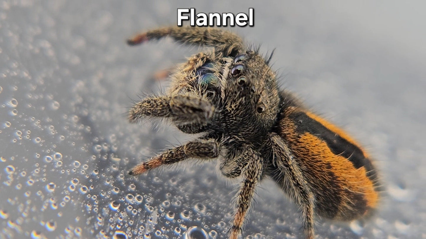 Flannel - Unsexed Phidippus ardens