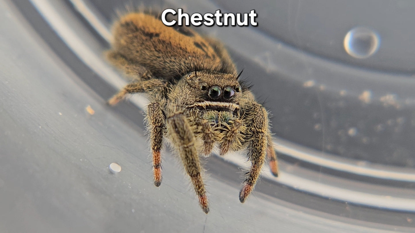 Chestnut - Unsexed Phidippus ardens