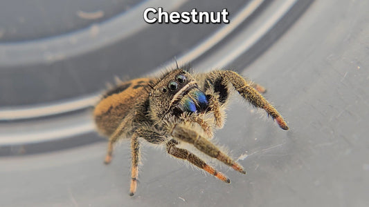 Chestnut - Unsexed Phidippus ardens