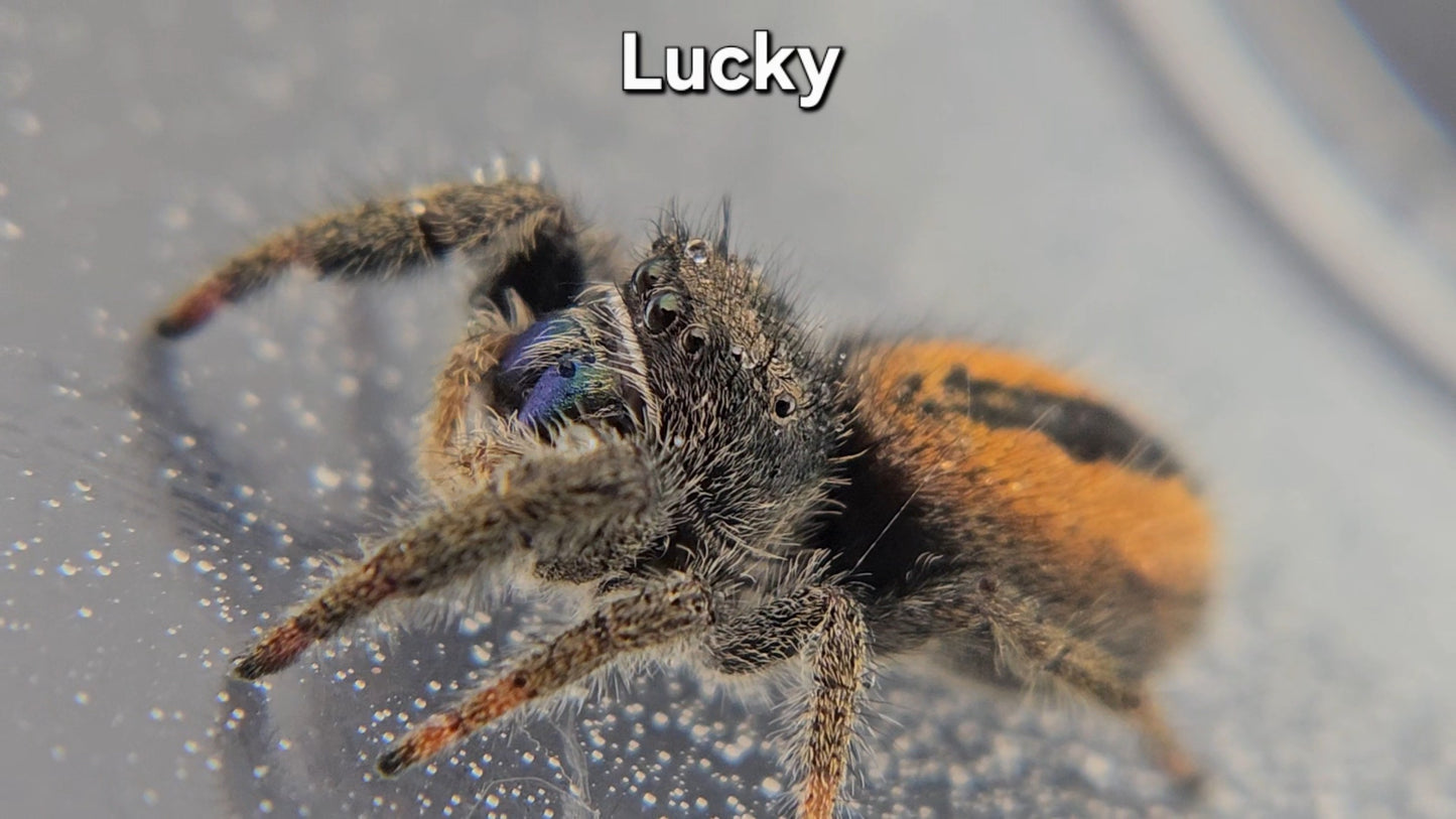 Lucky - Male(?) Phidippus ardens