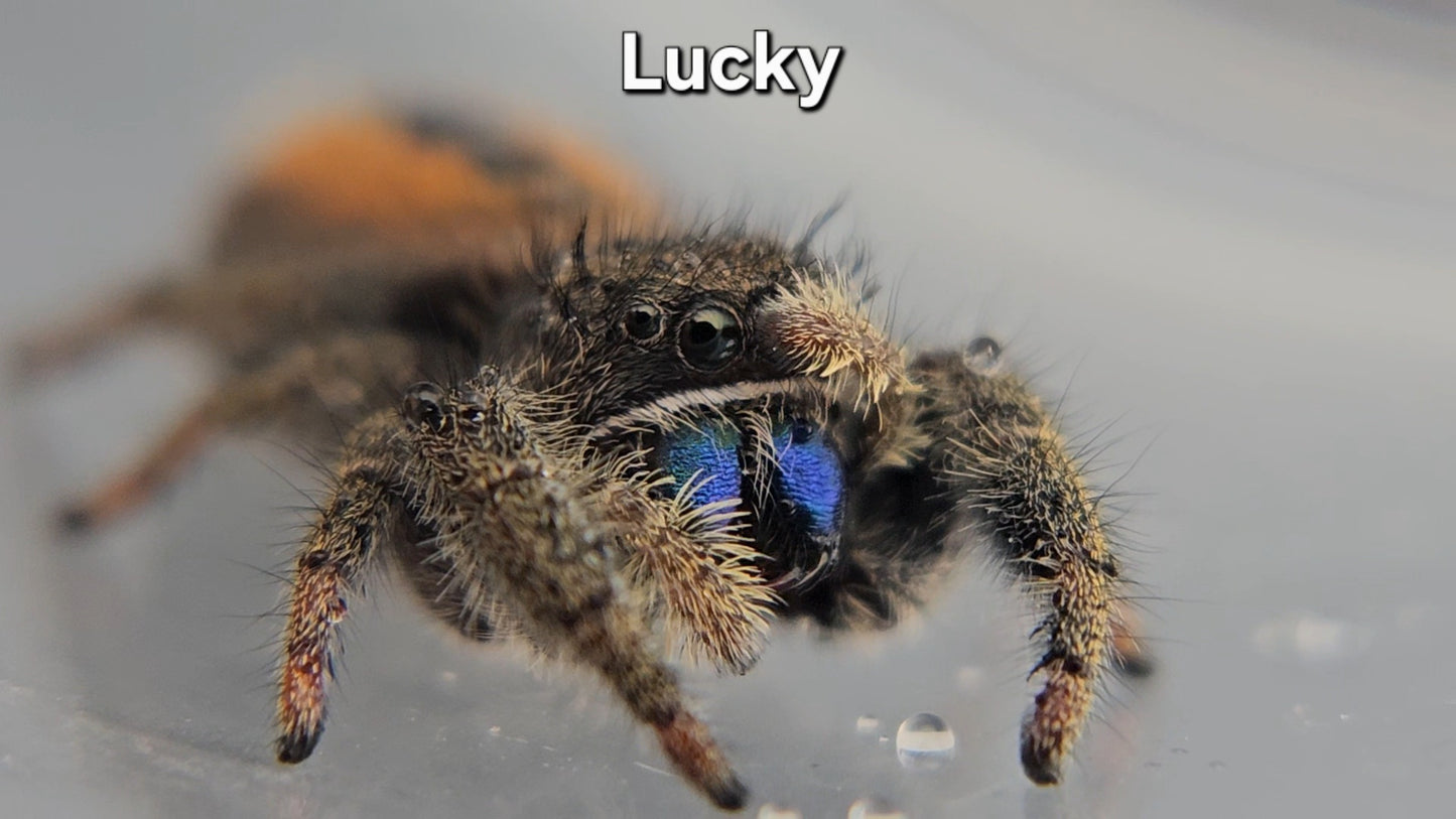 Lucky - Male(?) Phidippus ardens